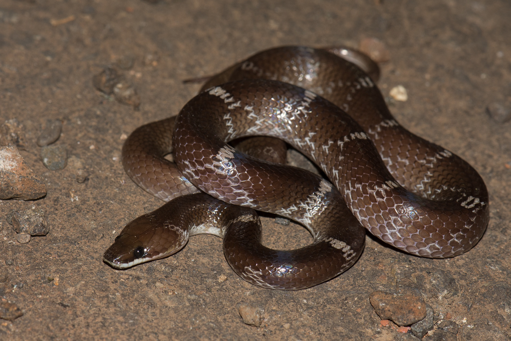 چه چیزی مارها را به خانه من جذب می کند؟